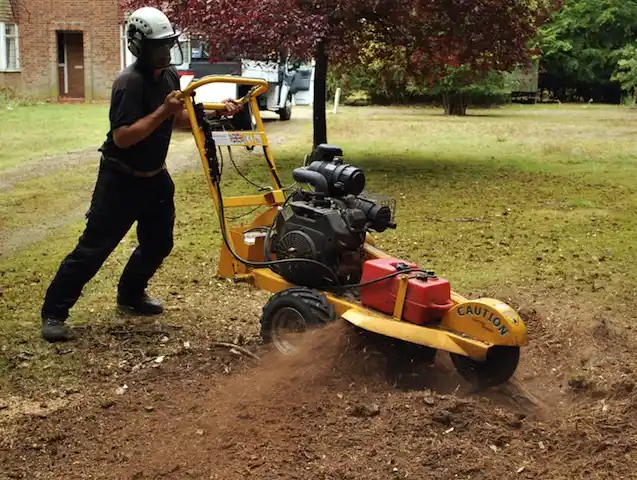 tree services Mount Vernon